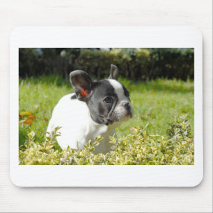 Cute French bulldog on grass Mouse Mat