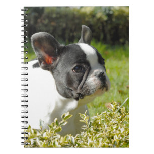 Cute French bulldog on grass Notebook
