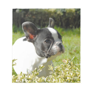 Cute French bulldog on grass Notepad