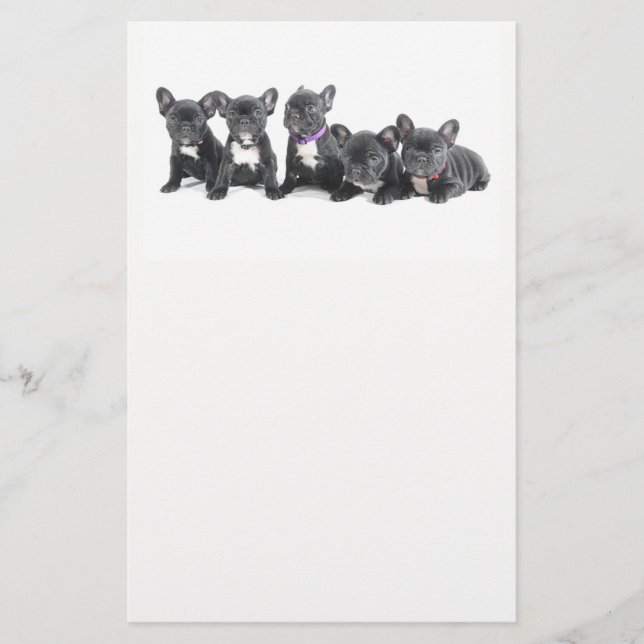 Cute French Bulldog Puppies Flyer (Front)