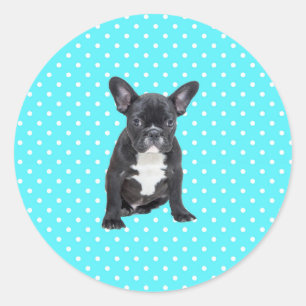 Cute French Bulldog Puppy Blue Polka Dots Classic Round Sticker