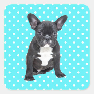Cute French Bulldog Puppy Blue Polka Dots Square Sticker