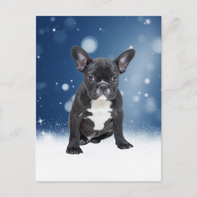 Cute French Bulldog Snow Stars Blue Christmas Holiday Postcard (Front)
