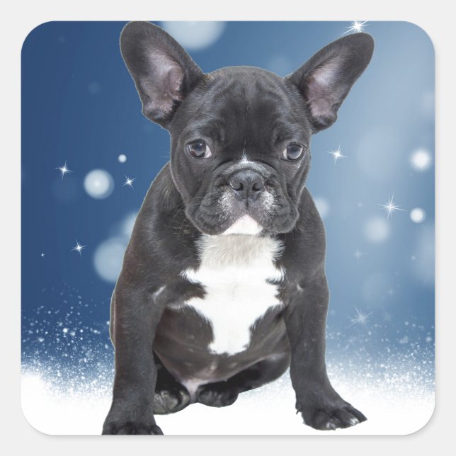 Cute French Bulldog Snow Stars Blue Christmas Square Sticker (Front)