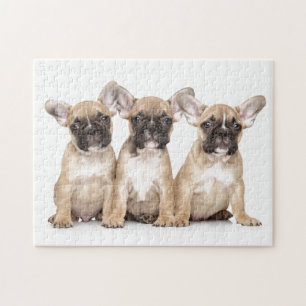 Cute French Bulldogs Jigsaw Puzzle