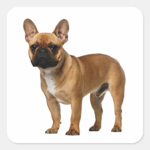 Cute Frenchie Puppy Dog French Bulldog  Square Sticker