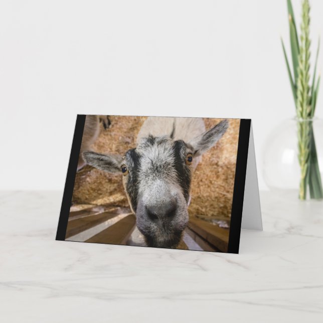 Cute Friendly Brown and Black Nubian Goat Photo Card (Front)