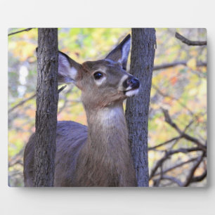 Cute Friendly Deer In the woods Plaque