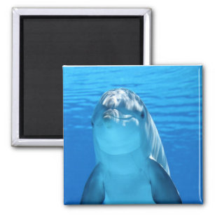 Cute Friendly Dolphin Magnet