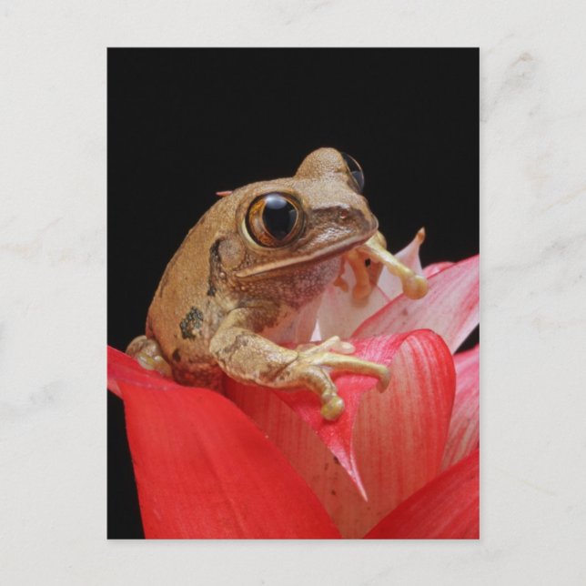 Cute Frog In Red Flower Postcard (Front)