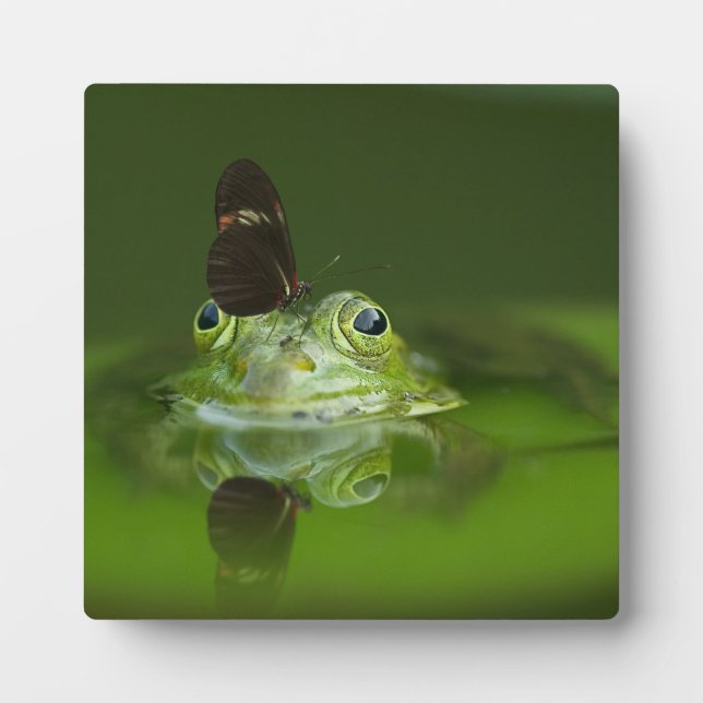 Cute frog with a Butterfly on his nose Plaque (Front)