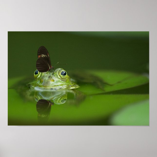 Cute frog with a Butterfly on his nose Poster (Front)