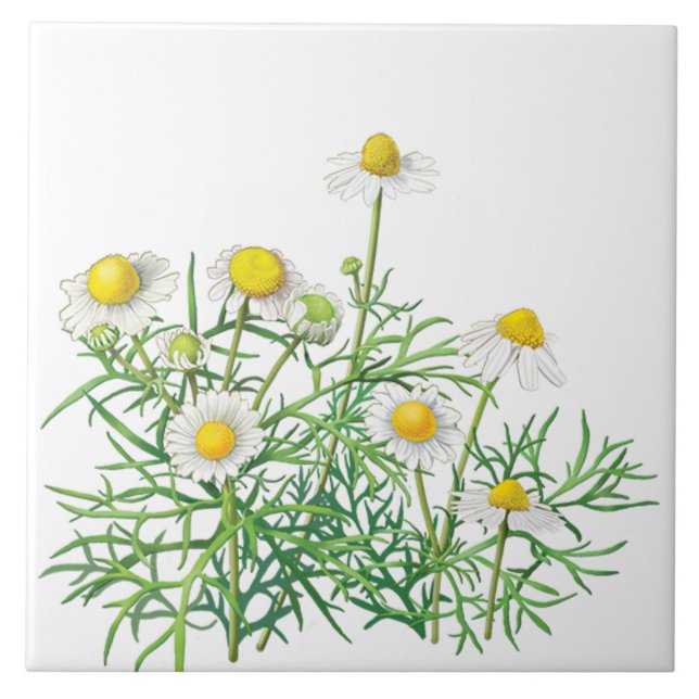 Cute Fun Vintage Camomile Flowers Tile (Front)
