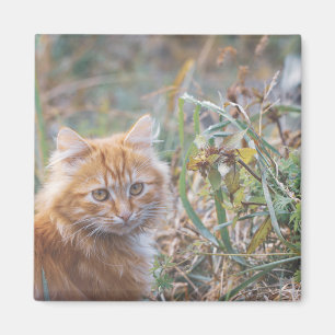Cute Funky Ginger Cat Kitten Face Magnet
