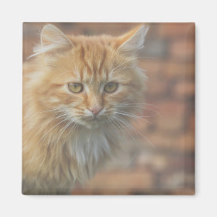 Cute Funky Ginger Cat Kitten Face Magnet