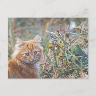 Cute Funky Ginger Cat Kitten Face Postcard