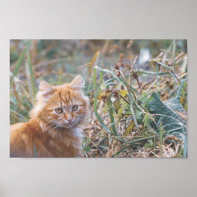 Cute Funky Ginger Cat Kitten Face Poster (Front)
