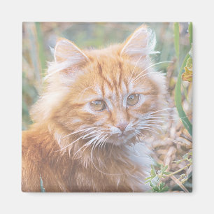 Cute Funky Ginger Cat Kitten Painting Magnet