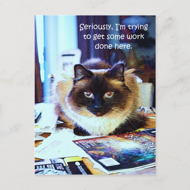 Cute Funny Animal Kitty Cat Joke Postcard (Front)