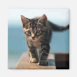 cute_funny_animals_23 KITTEN CAT ADORABLE BABY Magnet