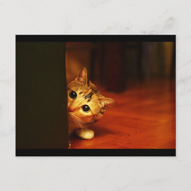 cute_funny_animals_28 kitten cat sneaking peering postcard (Front)
