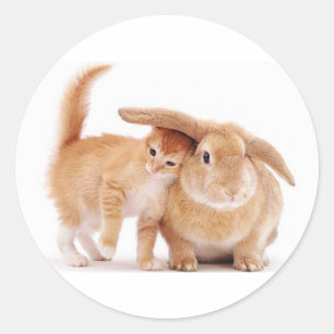 cute_funny_animals_8 kitten bunny rabbit friends classic round sticker