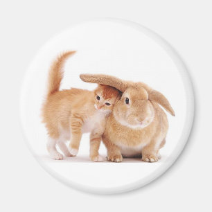 cute_funny_animals_8 kitten bunny rabbit friends magnet