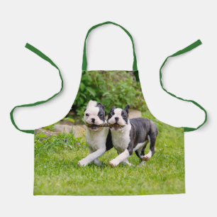 Cute funny Boston Terrier dogs puppies playing - Apron