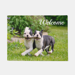 Cute funny Boston Terrier dogs puppies playing - Doormat