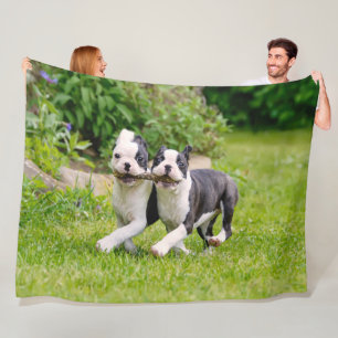 Cute funny Boston Terrier dogs puppies playing - Fleece Blanket