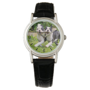 Cute funny Boston Terrier dogs puppies playing - W Watch