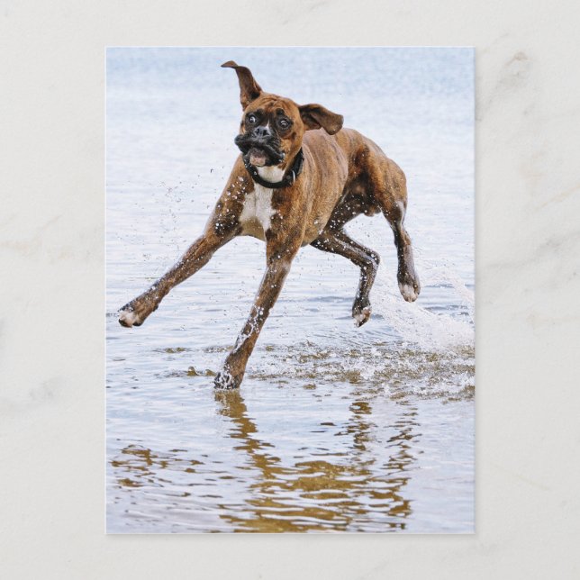 Cute funny boxer dog postcard (Front)