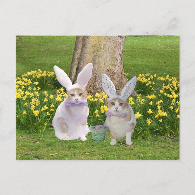 Cute, Funny Bunny Cats Postcard (Front)
