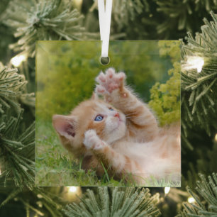 Cute funny cat kitten playing in a flowery garden glass tree decoration
