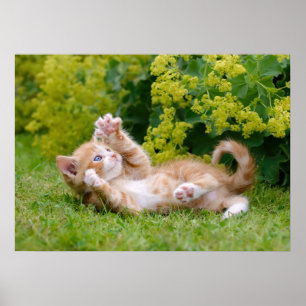 Cute funny cat kitten playing in a flowery garden poster