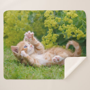 Cute funny cat kitten playing in a flowery garden sherpa blanket