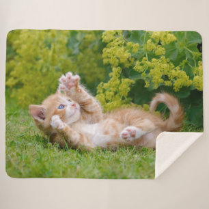 Cute funny cat kitten playing in a flowery garden sherpa blanket