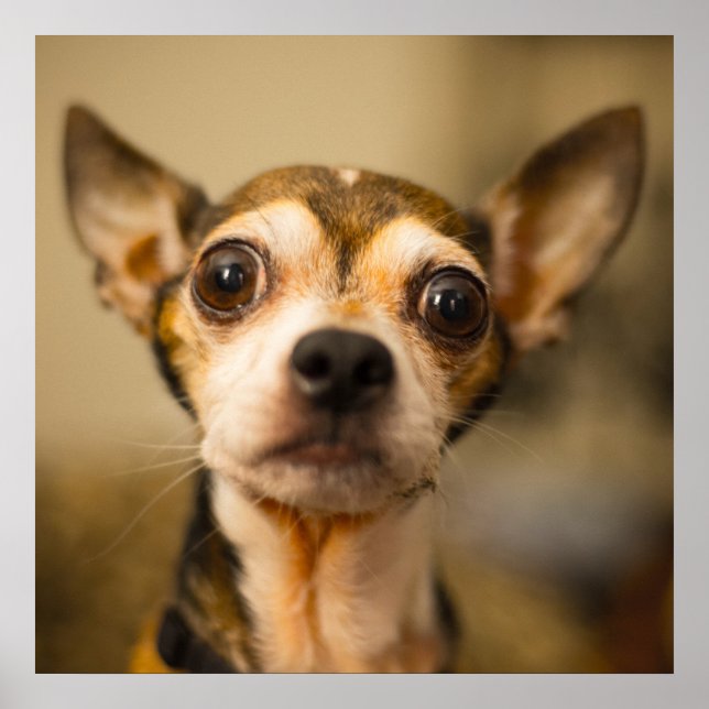 Cute & Funny Chihuahua Close-Up poster (Front)