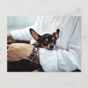 Cute & Funny Chihuahua postcard