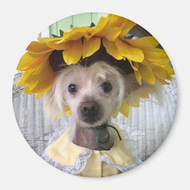 Cute Funny Chinese Crested Puppy Dog Magnet  (Front)