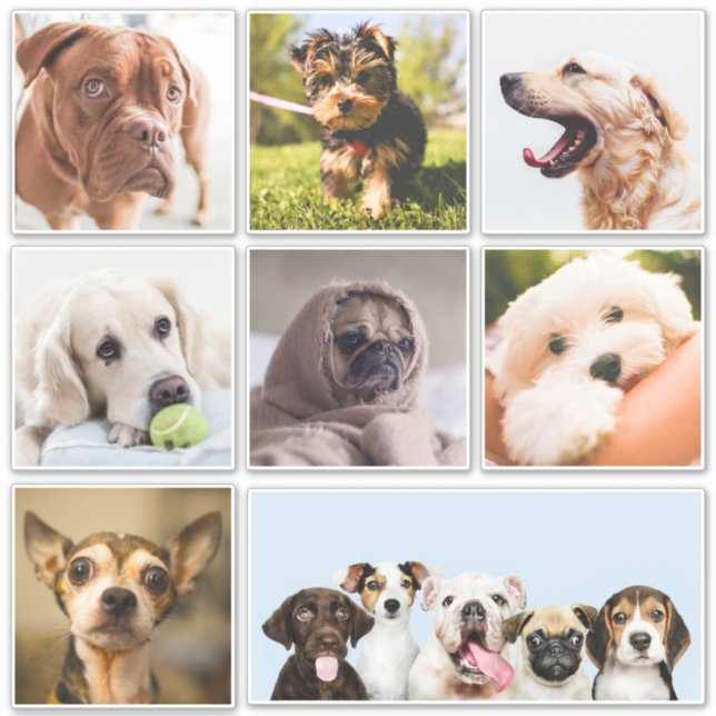 Cute & Funny Dogs (or YOUR photos) stickers (Front)