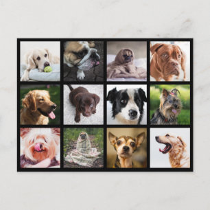 Cute & Funny Dogs Photo Collage postcard