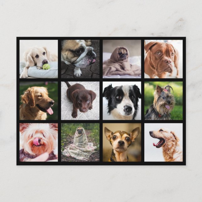 Cute & Funny Dogs Photo Collage postcard (Front)