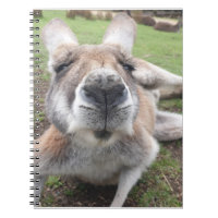 Cute Funny Face Kangaroo Educational Animal Photo