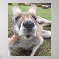 Cute Funny Face Kangaroo Educational Animal Photo