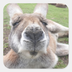 Cute Funny Face Kangaroo Educational Animal Photo  Square Sticker