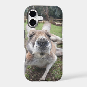 Cute Funny Face Kangaroo Kawaii Animal Photo