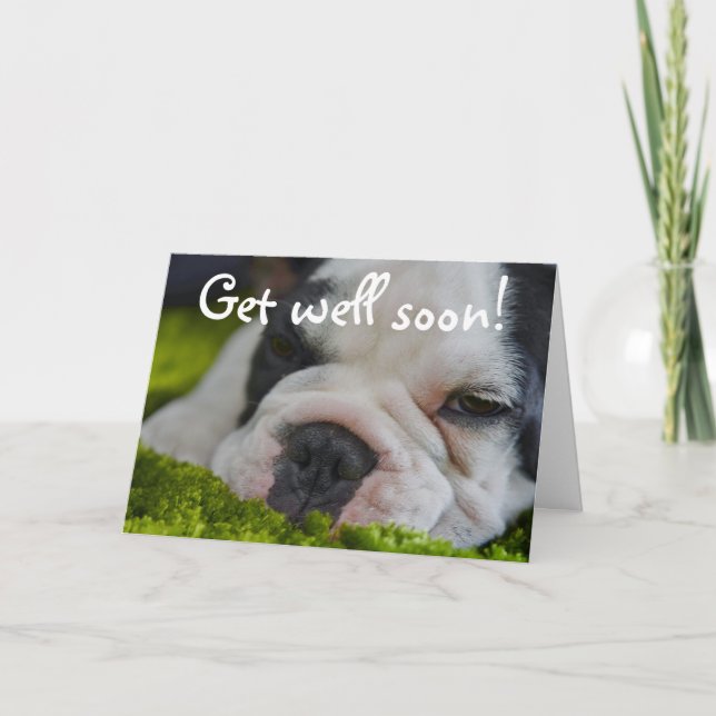 Cute Funny French Bull Dog Get Well Greeting Card (Front)