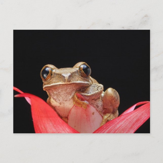 Cute, Funny Frog Holding Onto Lily - Postcard (Front)