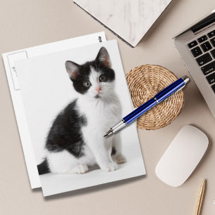 Cute Funny furry kitten black and white cat Postcard